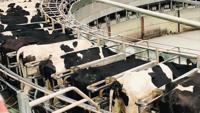 Chile: todos los productores lecheros, sin importar la escala, saben que es importante "prevenir y siempre apostar a la tecnología"